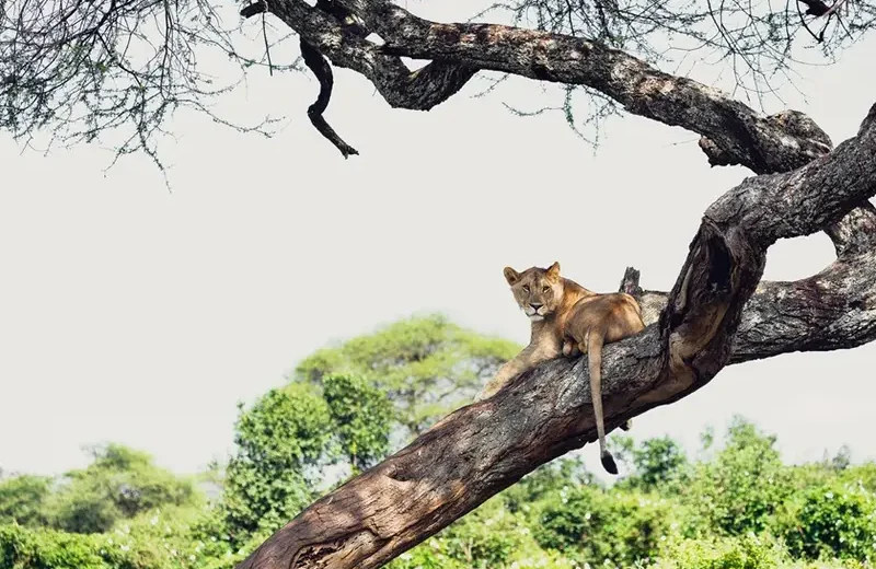 3 Day - Lake manyara, Tarangire and Ngorongoro Crater Tour