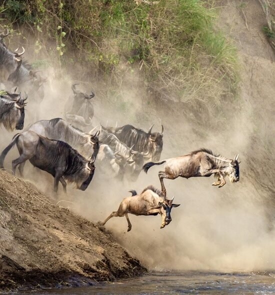 5 Day Great Migration Safari - Serengeti & Ngorongoro Crater