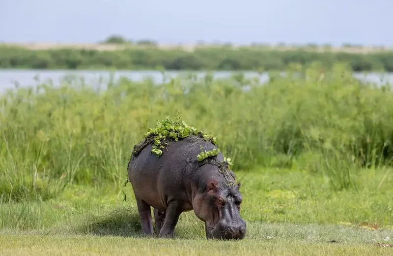 A Day Trip Safari in Tarangire National park