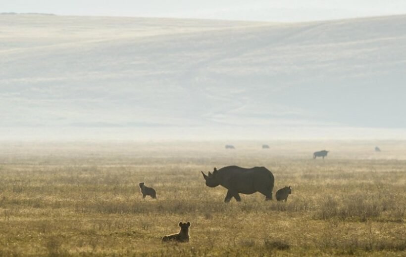 5 Day Private Great Serengeti Migration Safari From Arusha