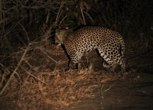 Thrilling Night Game Drive Safari in Lake Manyara National Park