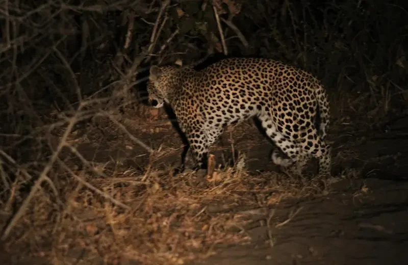 5 Days Private Best Tanzania Mid-range Safari
