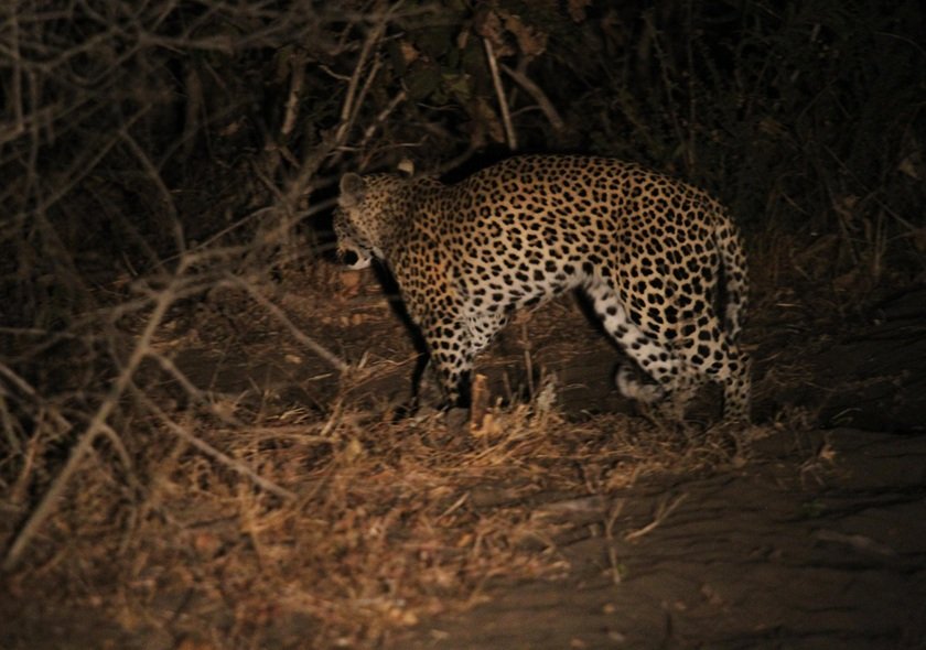 Thrilling Night Game Drive Safari in Lake Manyara National Park