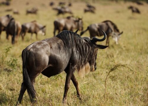 6-Day Witness Great Migration Fly in to Kogatende