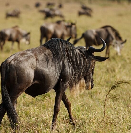 6-Day Witness Great Migration Fly in to Kogatende