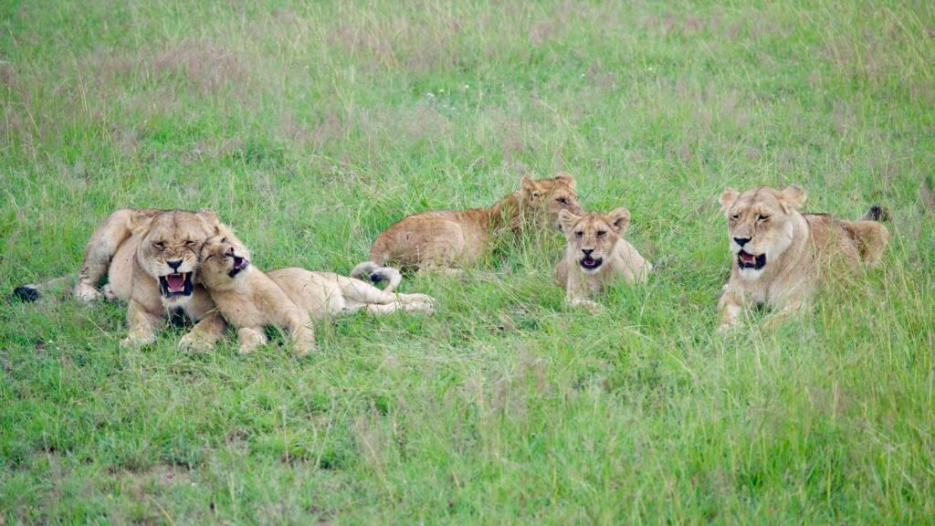 lion pride in Serengeti National Park Tanzania safari.