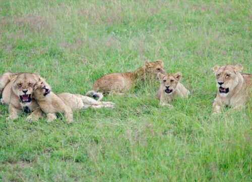 Lion hunting wildebeest during Serengeti Great Migration safari