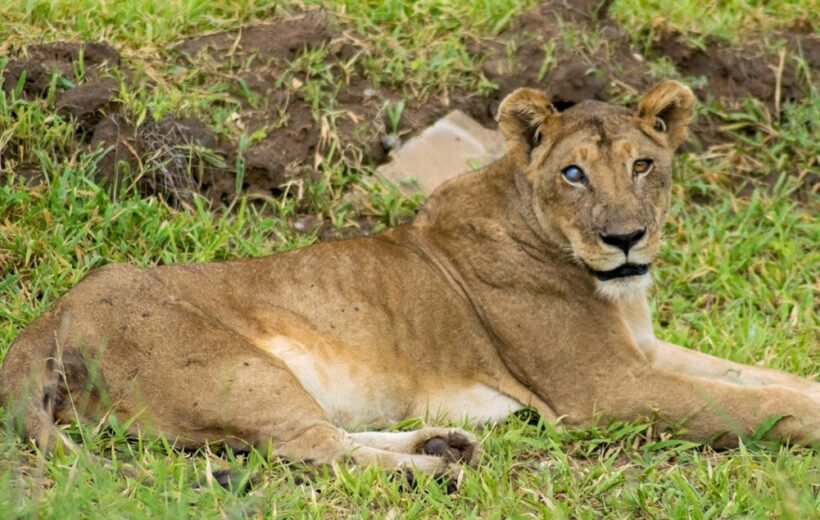 5 Day Great Migration Safari - Serengeti & Ngorongoro Crater